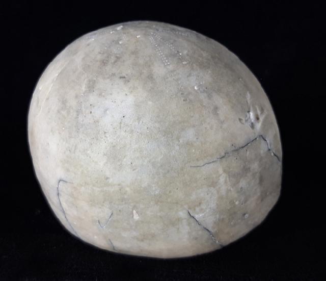 Echinocorys scutata (LESKE 1778) - Bild © FossNet FossilienStore